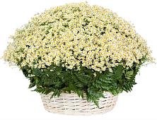 Цветочная композиция из Ромашки в корзине #REPLACE_PRED# Целине